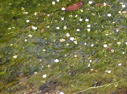 20040909samegai s025.jpg